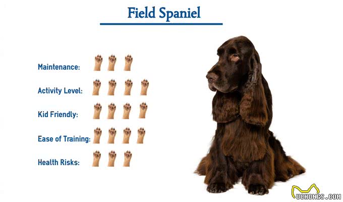 207个品种纯种犬介绍十二(田野猎犬和爱尔兰水猎犬)