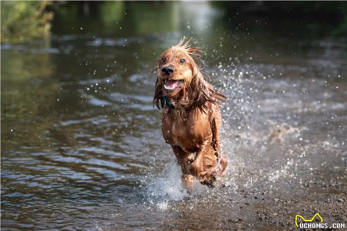 207个品种纯种犬介绍十二(田野猎犬和爱尔兰水猎犬)