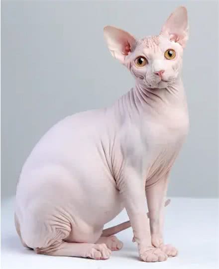 无毛猫,独特的外观和迷人的性格