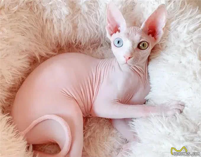 无毛猫,独特的外观和迷人的性格