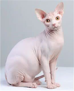 无毛猫，独特的外观和迷人的性格
