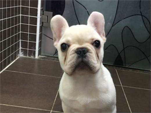 斗牛犬很可爱,但别忘了人家是贵族犬,这些问题不注意就很难养