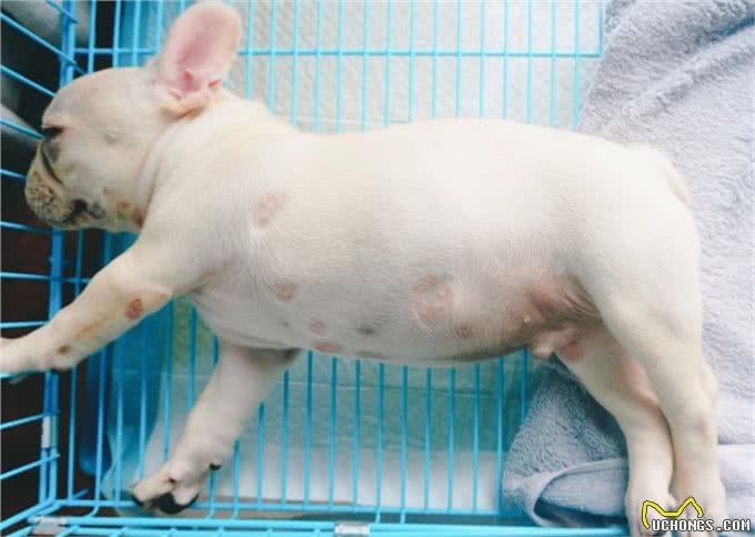 斗牛犬很可爱,但别忘了人家是贵族犬,这些问题不注意就很难养