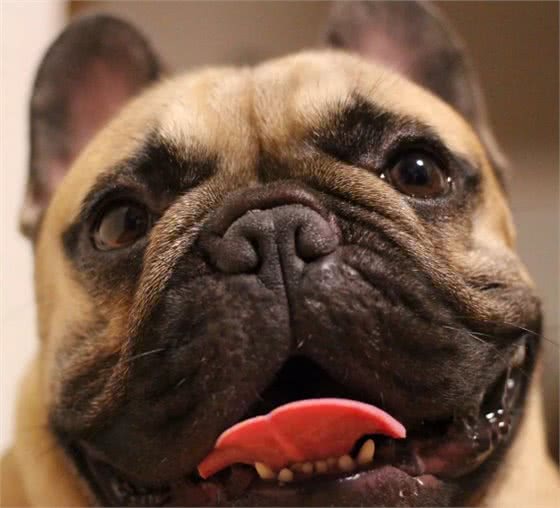 斗牛犬很可爱,但别忘了人家是贵族犬,这些问题不注意就很难养