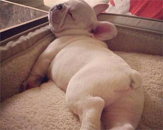 斗牛犬很可爱,但别忘了人家是贵族犬,这些问题不注意就很难养