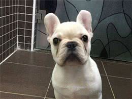 斗牛犬很可爱，但别忘了人家是贵族犬，这些问题不注意就很难养