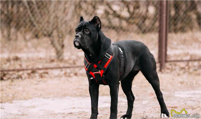 住别墅该养什么犬?—请看这四大天王!