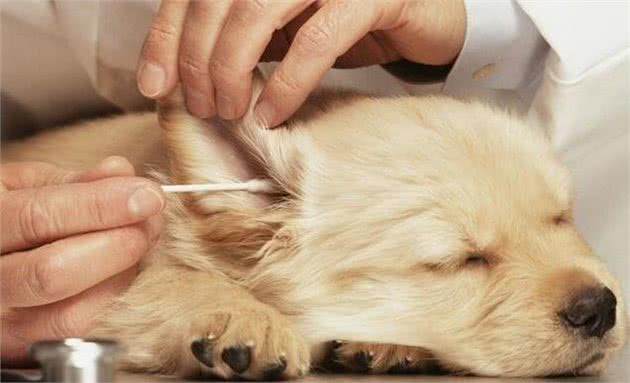 苹果醋对宠物狗的妙用