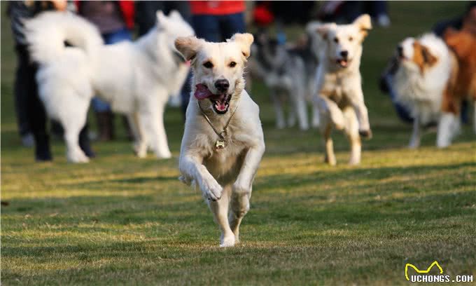 狗狗的健康也需要运动,不同时期的狗狗运动量的选择!
