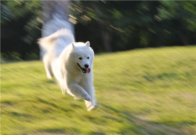 狗狗的健康也需要运动,不同时期的狗狗运动量的选择!