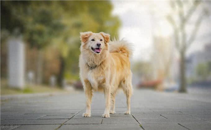 狗狗与人类的默契,如何成为最佳拍档与最亲密的伙伴?