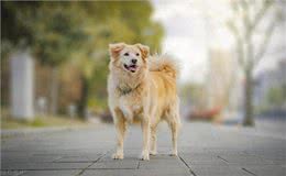 狗狗与人类的默契，如何成为最佳拍档与最亲密的伙伴?