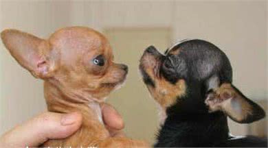 宠物狗配种的四大方法，你家狗狗适合哪种