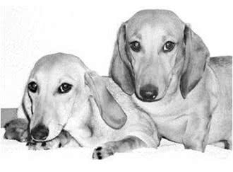 宠物狗配种的四大方法，你家狗狗适合哪种