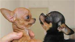 宠物狗配种的四大方法，你家狗狗适合哪种