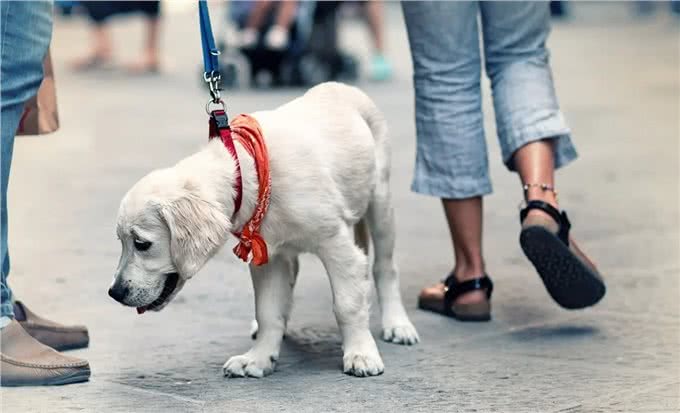 第一次养狗，20件一定要做的事，铲屎官需要了解