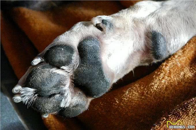 第一次养狗，20件一定要做的事，铲屎官需要了解