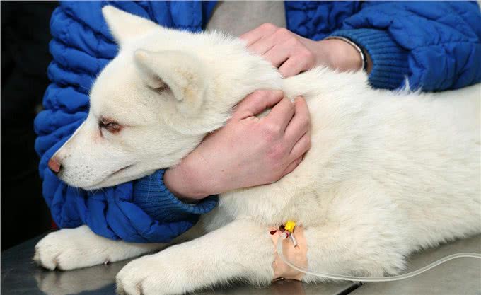 第一次养狗，20件一定要做的事，铲屎官需要了解