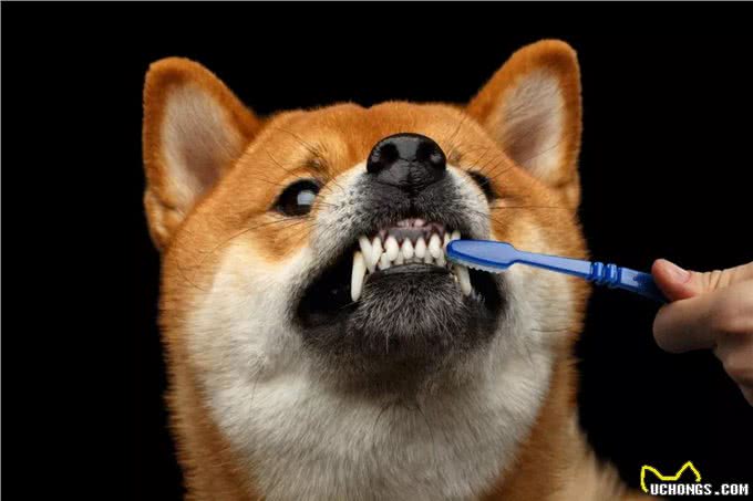 第一次养狗，20件一定要做的事，铲屎官需要了解