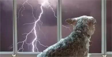 狗狗最害怕的四种东西,你家狗狗中了吗?