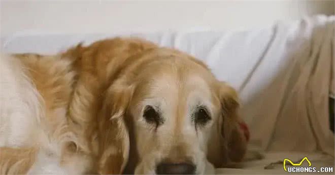 狗狗最害怕的四种东西,你家狗狗中了吗?