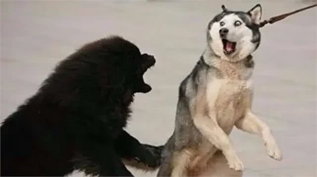 狗狗最害怕的四种东西,你家狗狗中了吗?