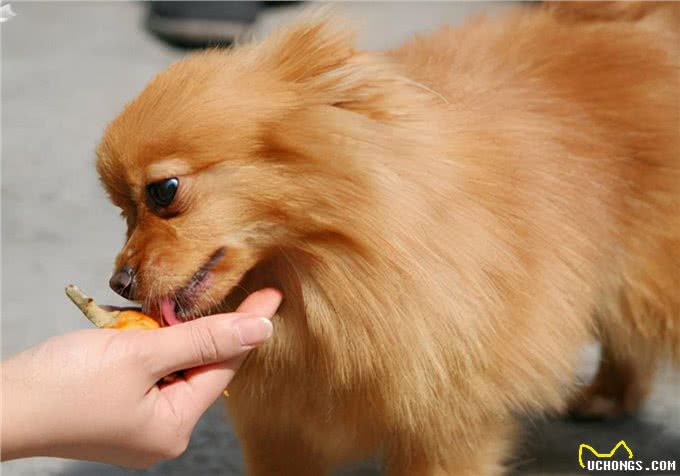 萌宠饲养心得：狗狗拉血呕吐，有哪些原因导致的?