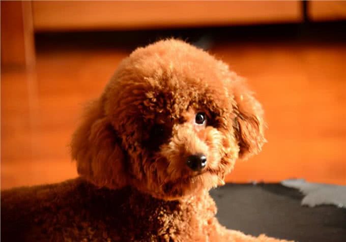 萌宠饲养心得：狗狗拉血呕吐，有哪些原因导致的?