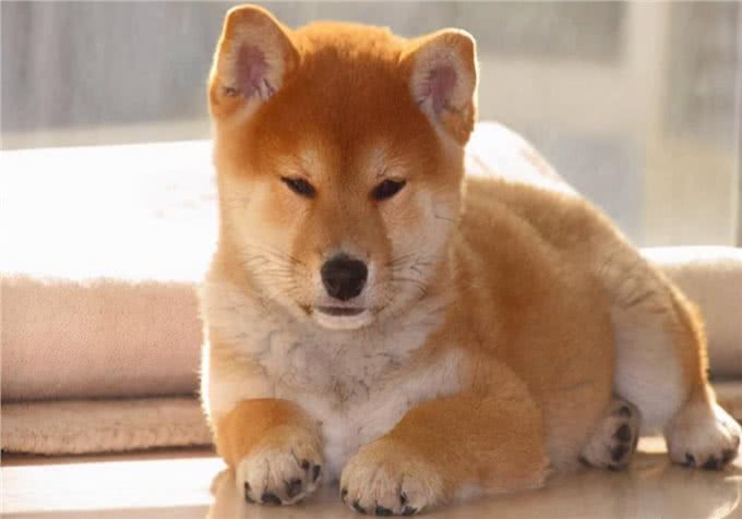 萌宠饲养心得：狗狗拉血呕吐，有哪些原因导致的?