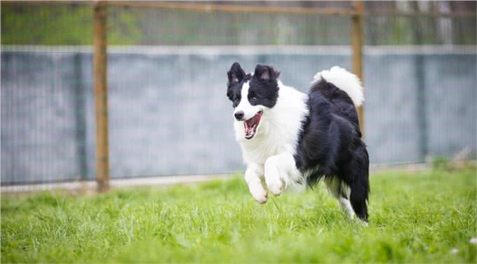 说起边牧,除了知道它智商第一,你还知道什么?