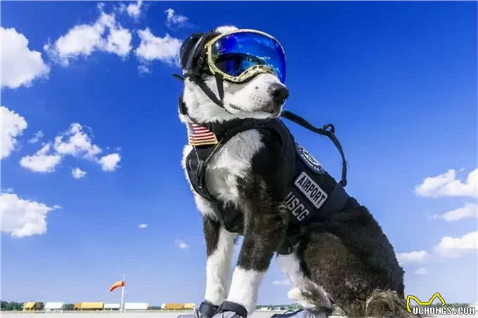 说起边牧,除了知道它智商第一,你还知道什么?