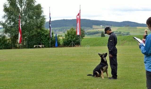 说起边牧,除了知道它智商第一,你还知道什么?