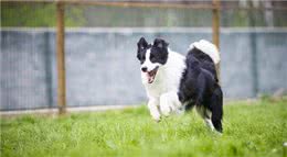 说起边牧，除了知道它智商第一，你还知道什么?