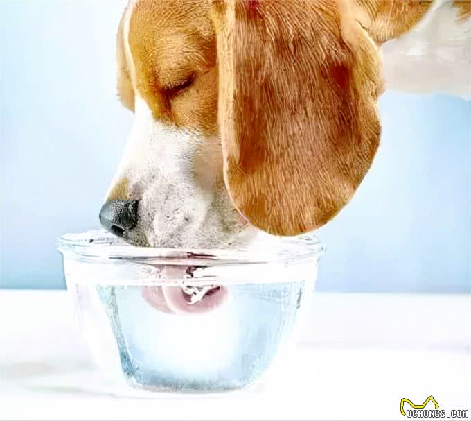 怎样才能让狗狗饮水?这些都必须记牢