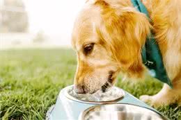 怎样才能让狗狗饮水?这些都必须记牢