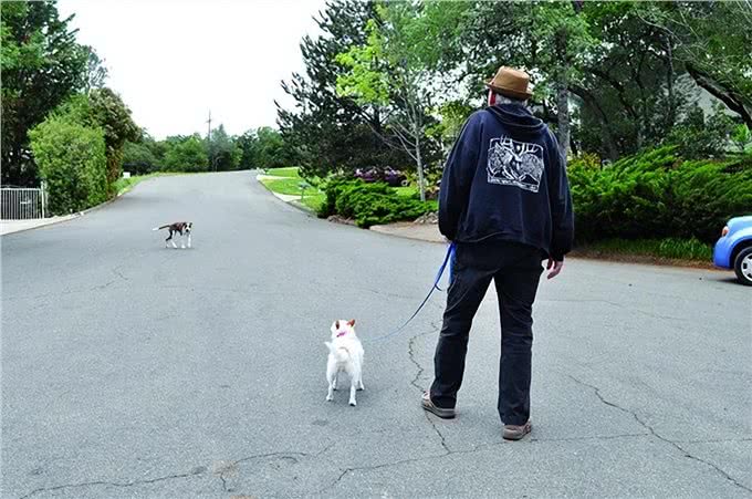 狗狗竟然能闻到恐惧的味道,怪不得经常被狗追