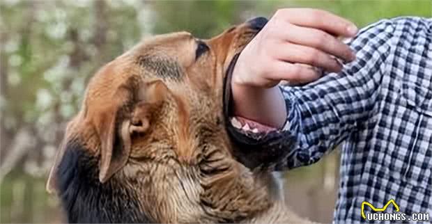 狗狗竟然能闻到恐惧的味道,怪不得经常被狗追