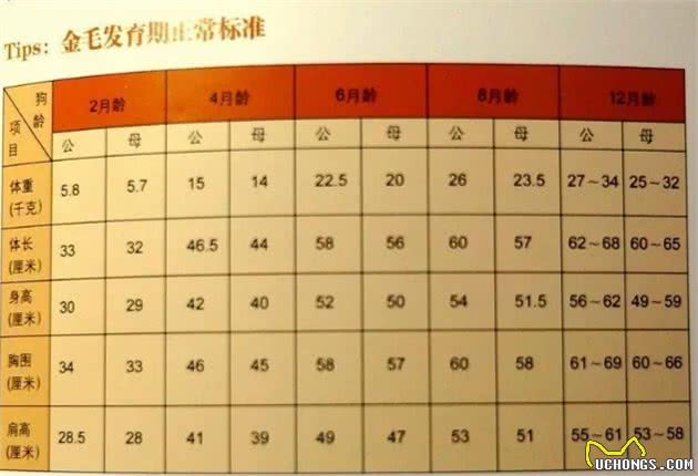 狗狗超重了怎么办?管住嘴迈开腿,别让溺爱变成伤害