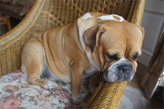 狗狗超重了怎么办?管住嘴迈开腿，别让溺爱变成伤害