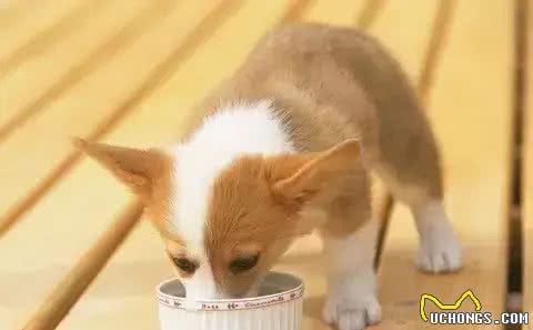 培养狗狗好的吃饭礼仪、家里养狗常见问题