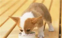 培养狗狗好的吃饭礼仪、家里养狗常见问题