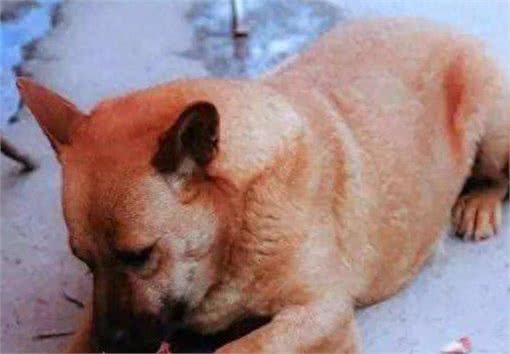 养狗不简单,只有做好这8点,它才能长寿