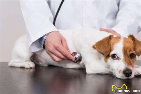 养狗不简单,只有做好这8点,它才能长寿