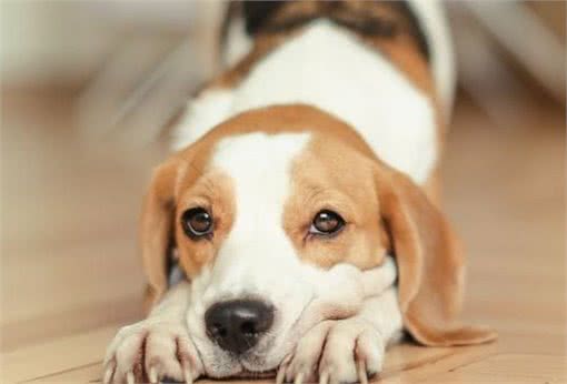 养狗不简单,只有做好这8点,它才能长寿