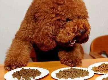 养狗不简单,只有做好这8点,它才能长寿