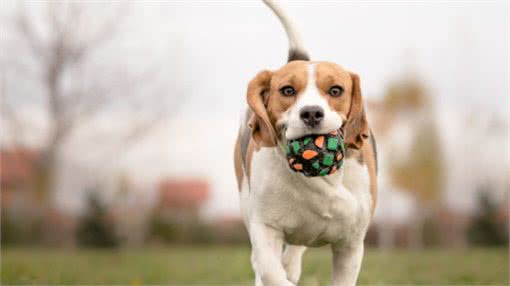 养狗不简单,只有做好这8点,它才能长寿