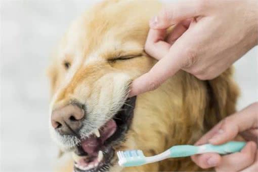 养狗不简单,只有做好这8点,它才能长寿