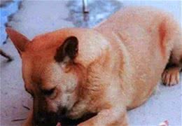 养狗不简单，只有做好这8点，它才能长寿