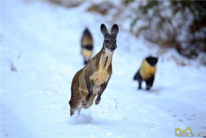 阴条岭出现香獐子,常用气味交流,被2只蜜狗追逃跑中累得吐舌头