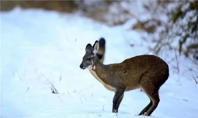 阴条岭出现香獐子,常用气味交流,被2只蜜狗追逃跑中累得吐舌头